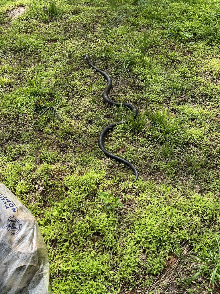 Eastern/Gray Ratsnake Complex from Discovery Park at Riverline ...