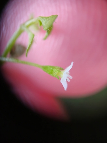 Image of Oldenlandiopsis callitrichoides by (c) pbsg, some rights reserved (CC BY)