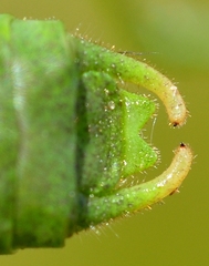 Isophya pyrenaea