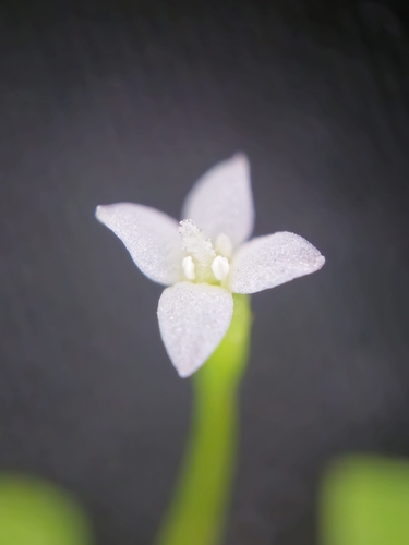 Image of Oldenlandiopsis callitrichoides by (c) pbsg, some rights reserved (CC BY)