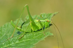 Barbitistes serricauda