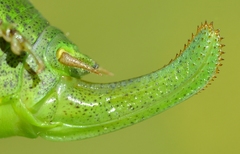 Barbitistes serricauda