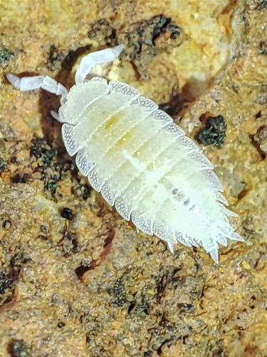 Platyarthrus caudatus