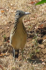 Lesser Roadrunner photo 5