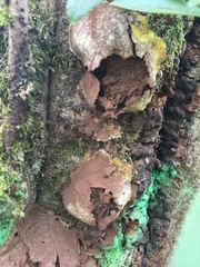 Fungi