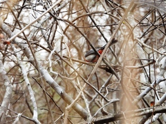 Granatellus venustus