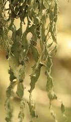 Ramalina leptocarpha