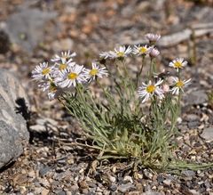 Erigeron concinnus concinnus