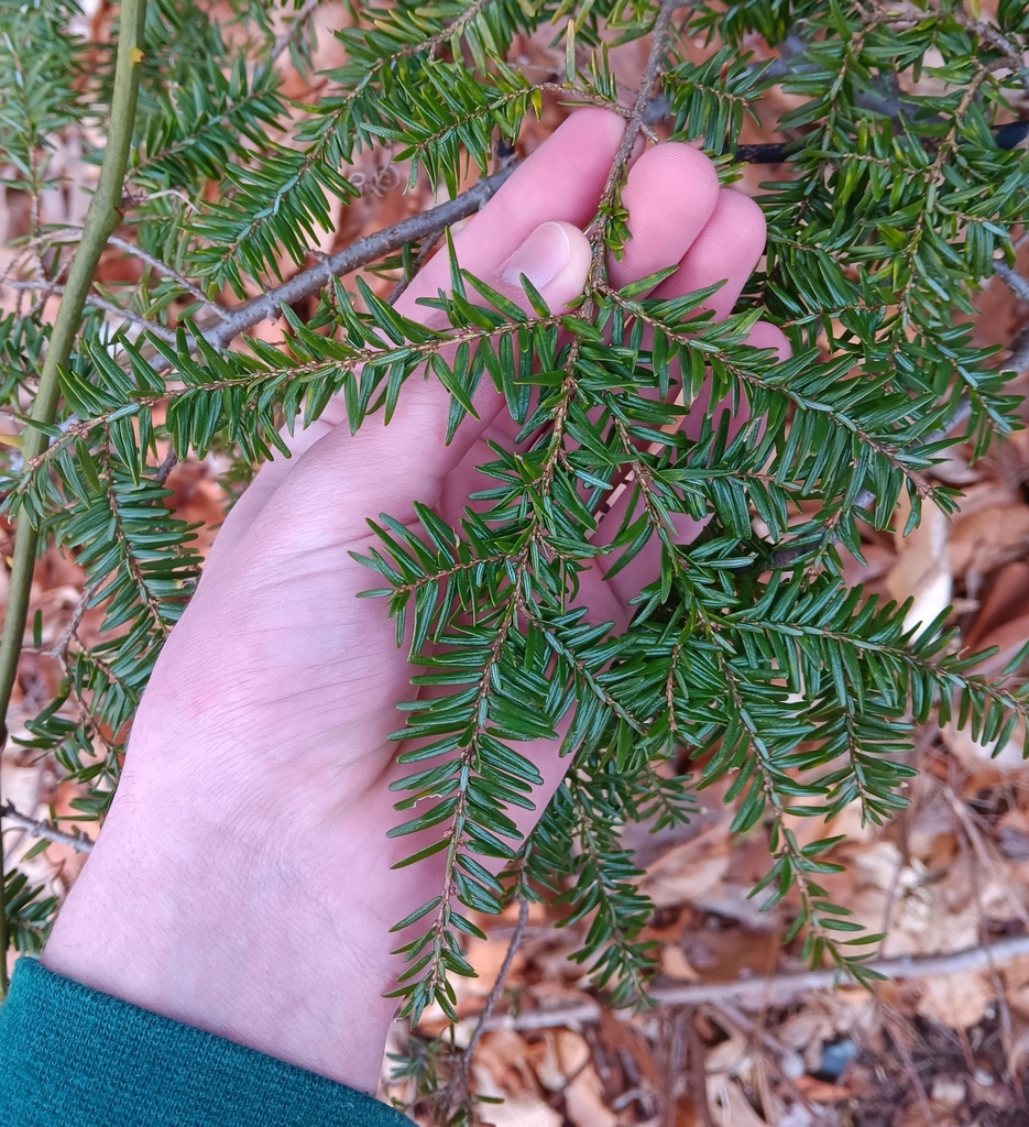 eastern hemlock from Wenham, MA 01984, USA on April 3, 2024 at 07:33 AM ...