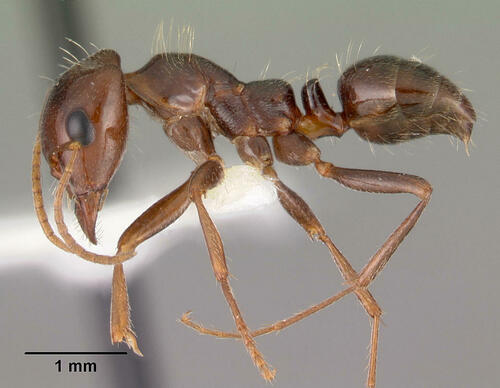 Rossomyrmex minuchaeRossomyrmex minuchae
