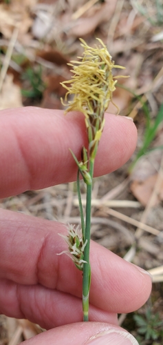 Image of Carex Meadii (Carex meadii) by (c) Edie, some rights reserved (CC BY)