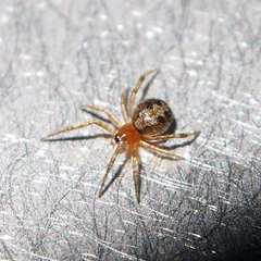 Anelosimus crassipes