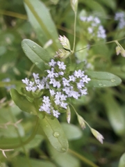 Valerianella locusta