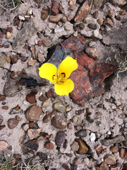Calochortus aureus