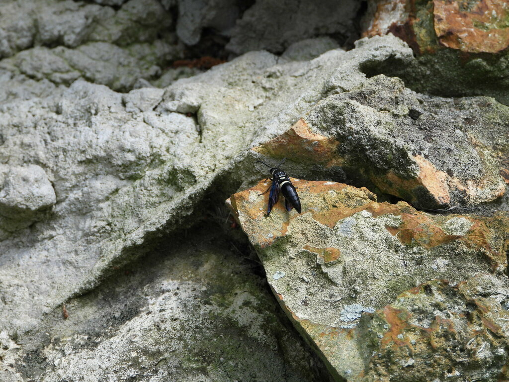 Four-toothed Mason Wasp from Olustee Beach, Pine St, Sanderson, FL ...