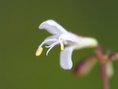 Image of Salvia hayatae by no rights reserved