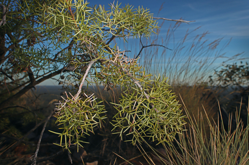Mt Finke Spider Flower (Grevillea treueriana)