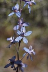 Delphinium parishii parishii