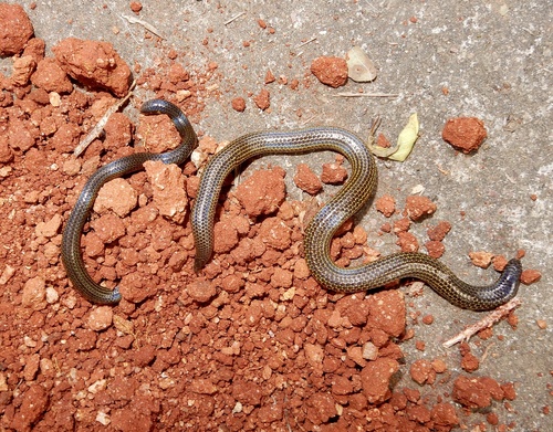 Beddome's Earth Snake, Uropeltis beddomii