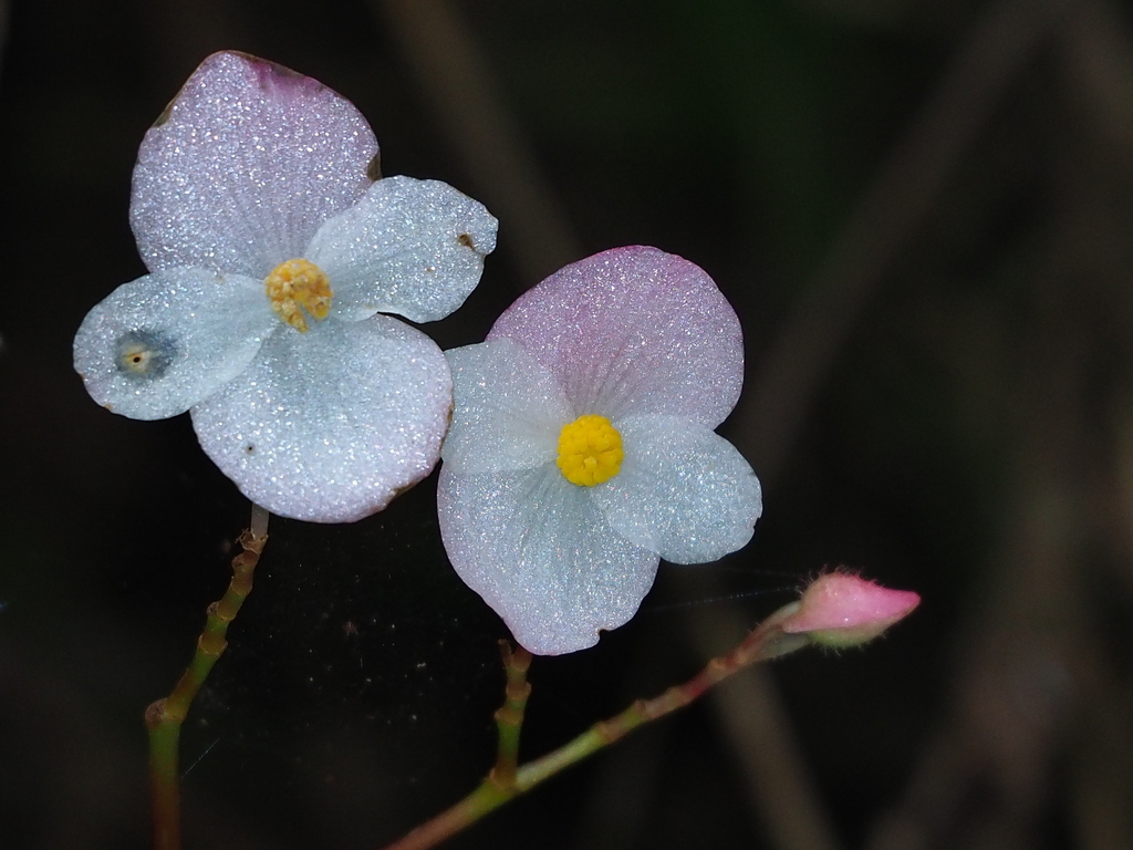 Begonia pinglinensis