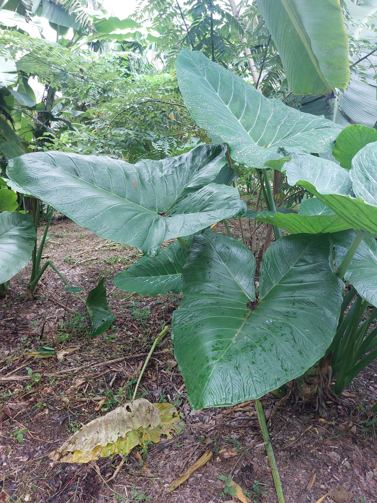Xanthosoma sagittifolium
