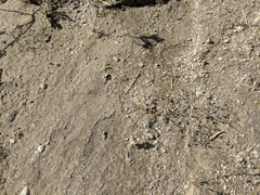 Nemacladus rubescens