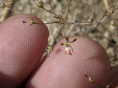Nemacladus rubescens