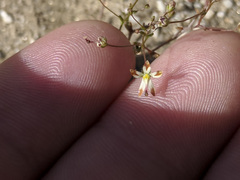 Nemacladus rubescens