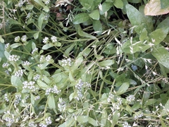 Valerianella locusta