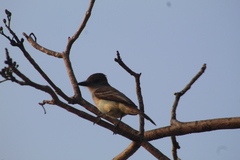 Myiarchus tyrannulus