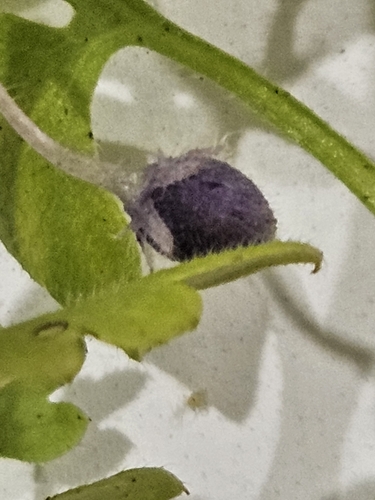Image of Nemophila aphylla by (c) willingarden, some rights reserved (CC BY)