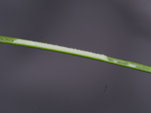 Juncus setchuensis iNat (2)