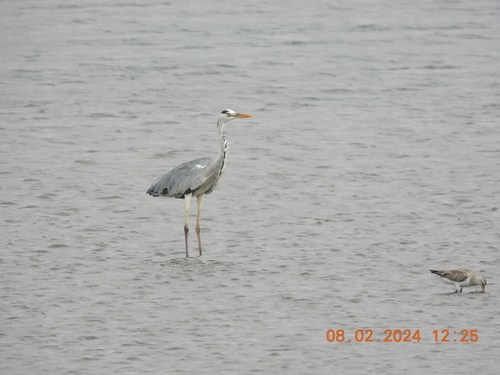 Grey Heron
