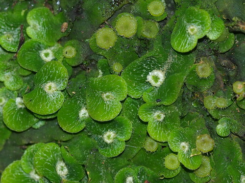 Dumortiera hirsuta