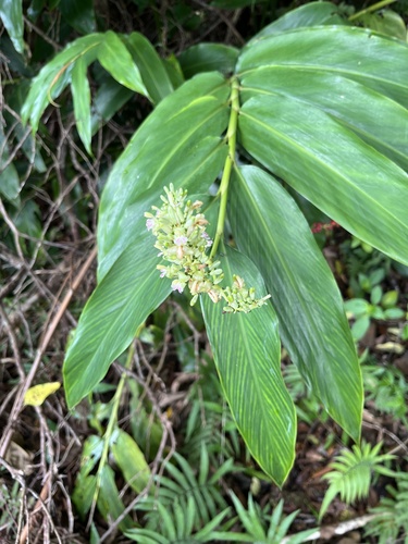 Alpinia flabellata iNat (3)