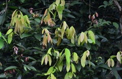 Cinnamomum iners