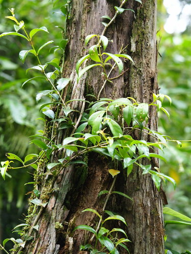Image of Aeschynanthus Acuminatus (Aeschynanthus acuminatus) by no rights reserved