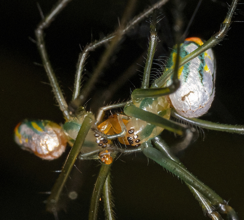 Mabel Orchard Orbweaver, Charlotte County, FL, USA, photo 5 of 10