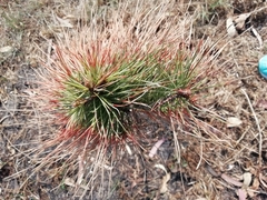 Pinus