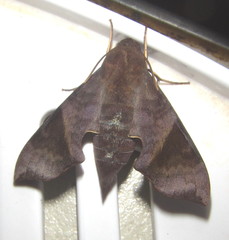 Temnora marginata