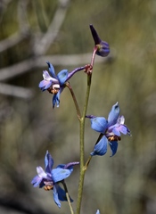 Delphinium parishii parishii