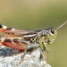 Eastern Banded Grasshopper - Photo (c) Gilles San Martin, some rights reserved (CC BY-SA), uploaded by Gilles San Martin