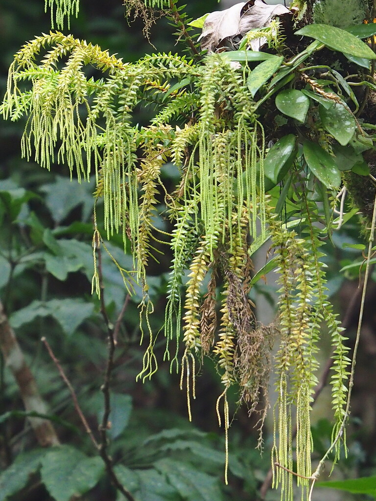Coarse Tassel Fern