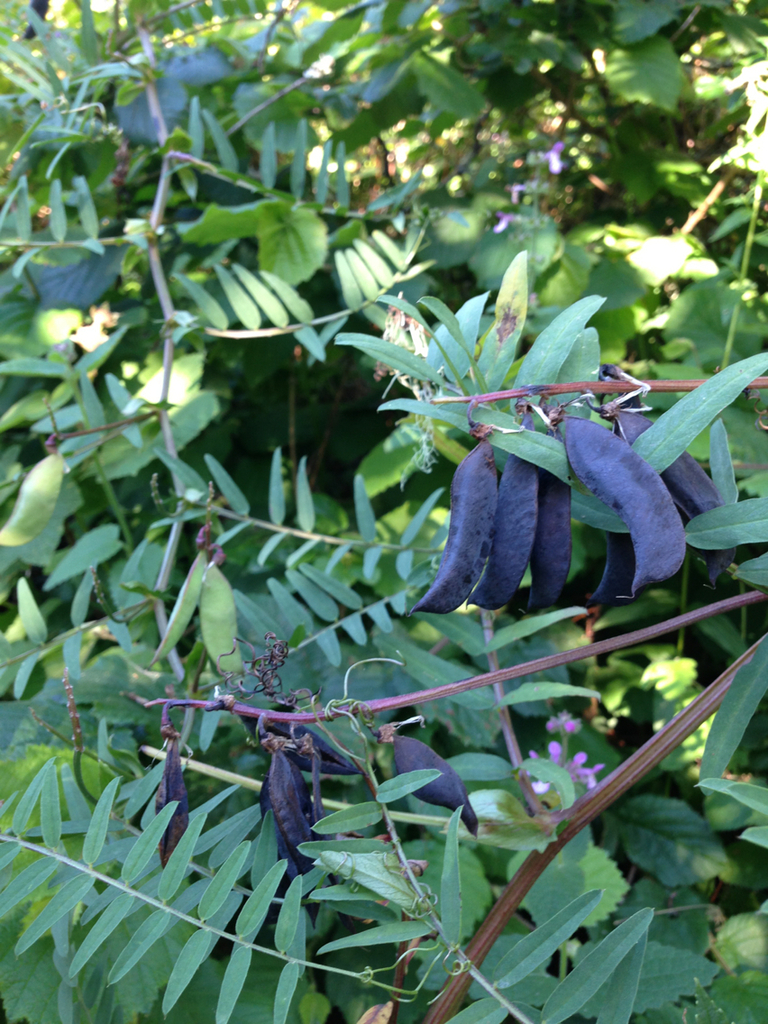 giant vetch from San Pedro Valley County Park, Pacifica, California, US ...
