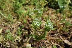 Valerianella locusta