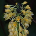 Calanthe formosana - Photo no rights reserved, uploaded by 葉子