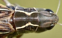 Pararcyptera