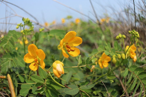 Senna sophera iNat (1)