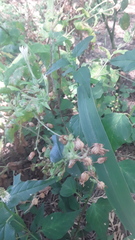 Nicotiana repanda