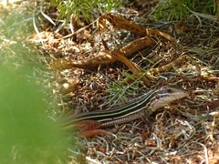 Aspidoscelis angusticeps angusticeps
